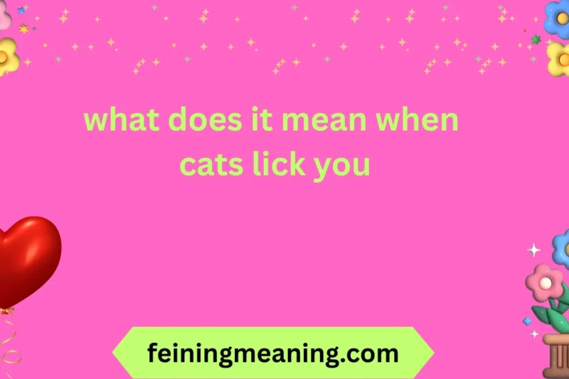 What Does It Mean When Cats Lick You? Explained 2026